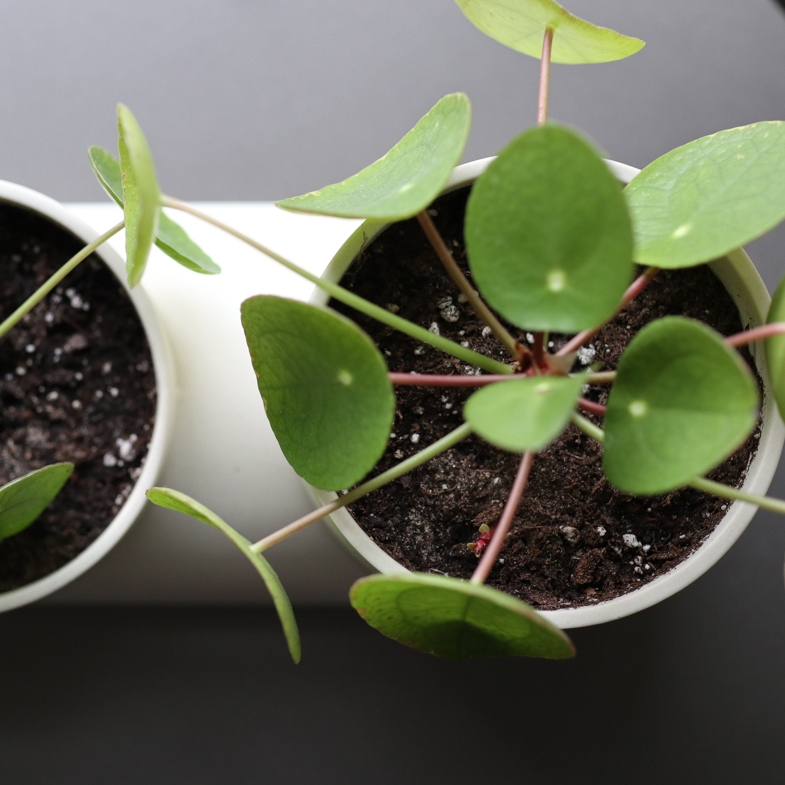 Handmade Ceramic Double Planter - Unique Indoor Plant Pot