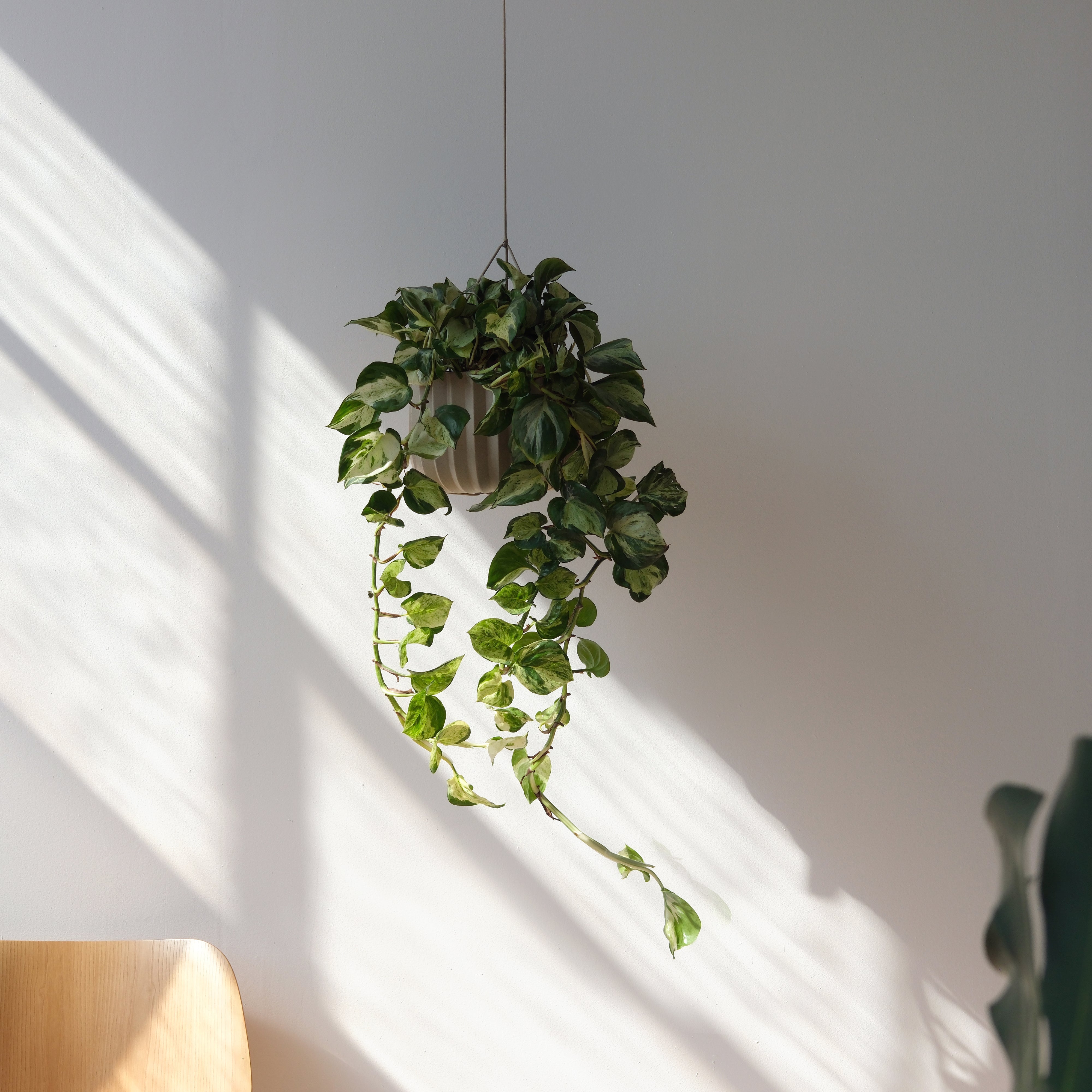 Wrap Handmade Ceramic Planter with Drainage - 4 Sizes in Dune & Black